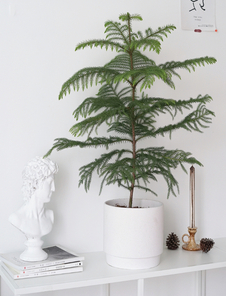 宁波江北绿化修剪哪家出色？这份指南请收好！