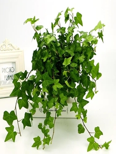 宁波鄞州植物租摆服务好