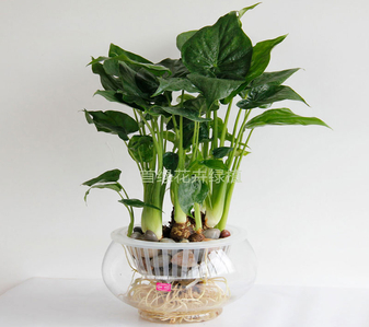 镇海植物租摆秘籍，轻松营造自然舒适环境