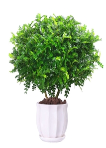 杭州湾盆景租摆哪家好